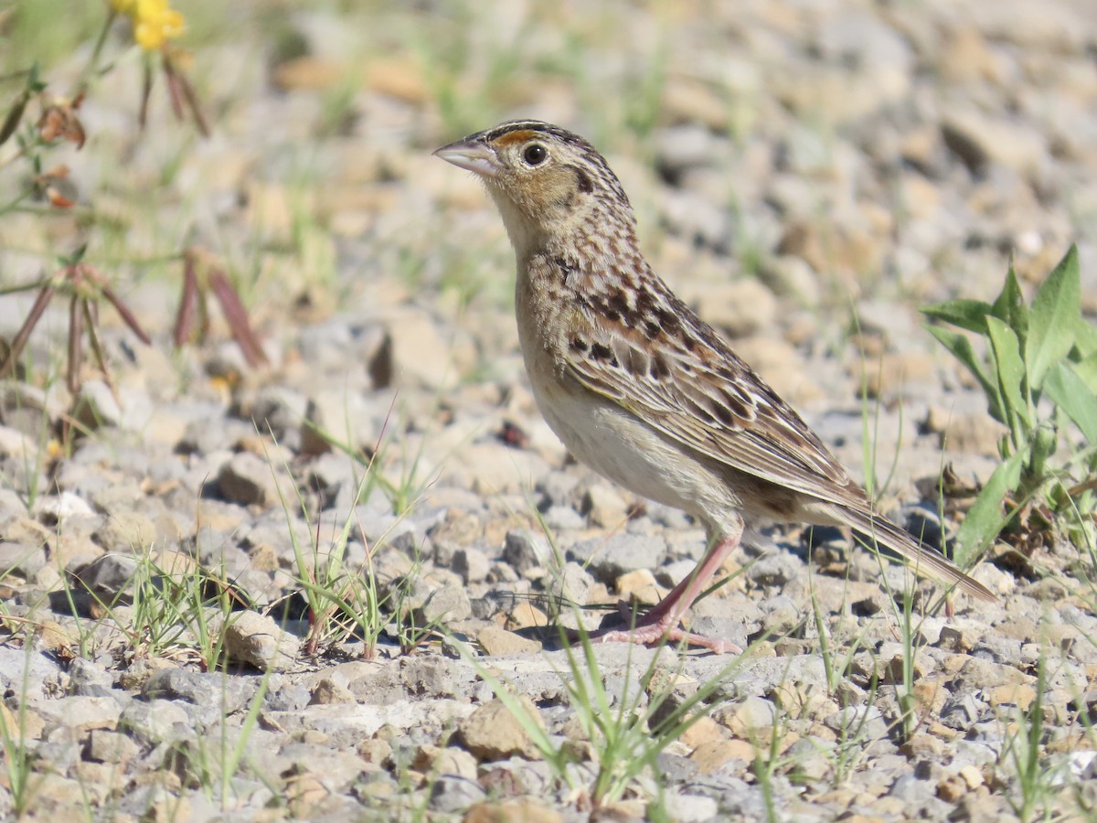Grasshopper Sparrow - ML620463898