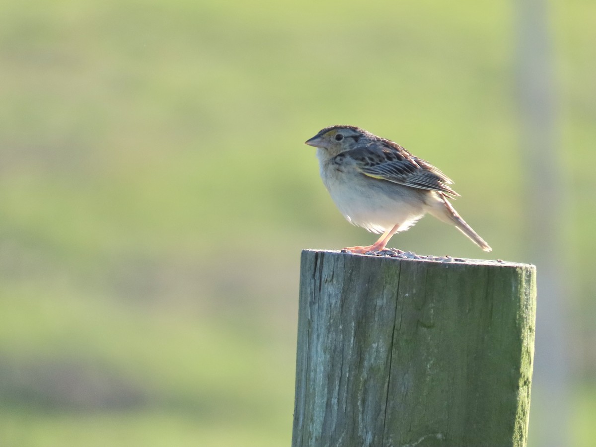 Grasshopper Sparrow - ML620463899