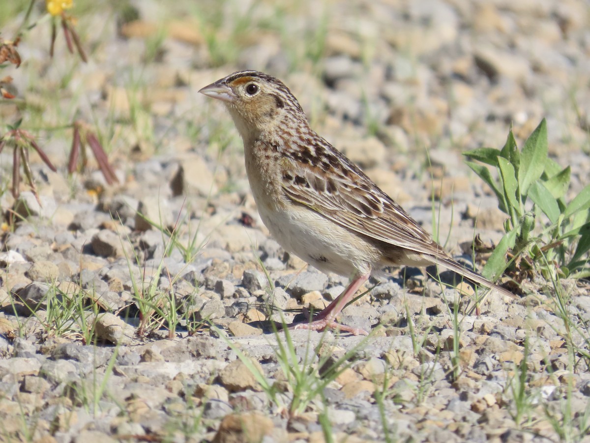 Grasshopper Sparrow - ML620463901