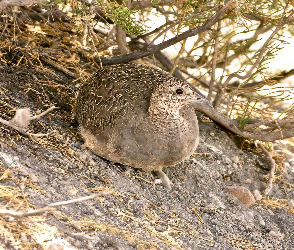 Ornate Tinamou - ML620463902