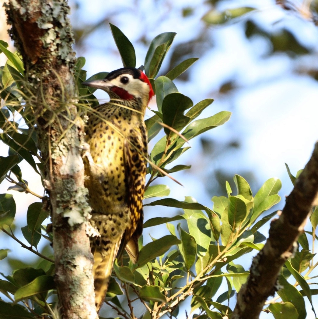 Green-barred Woodpecker - ML620463903