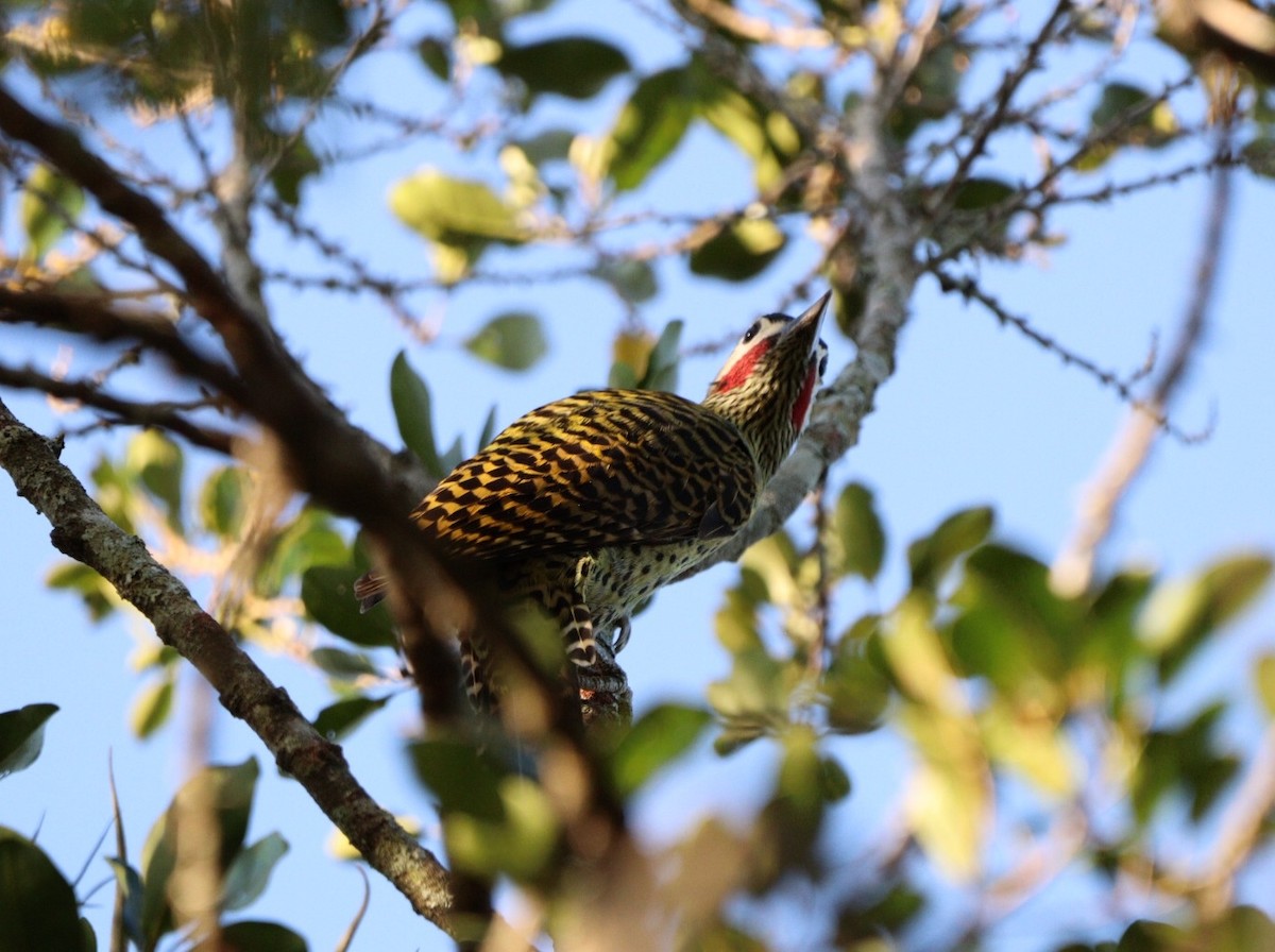 Green-barred Woodpecker - ML620463904