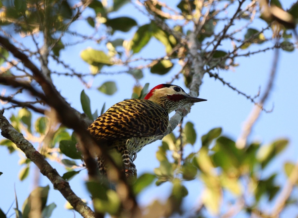 Green-barred Woodpecker - ML620463905