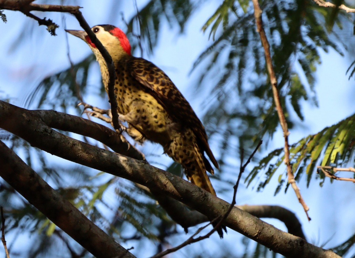 Green-barred Woodpecker - ML620463906