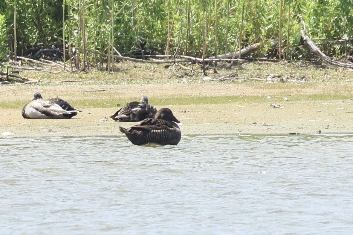 Common Eider - ML620463907