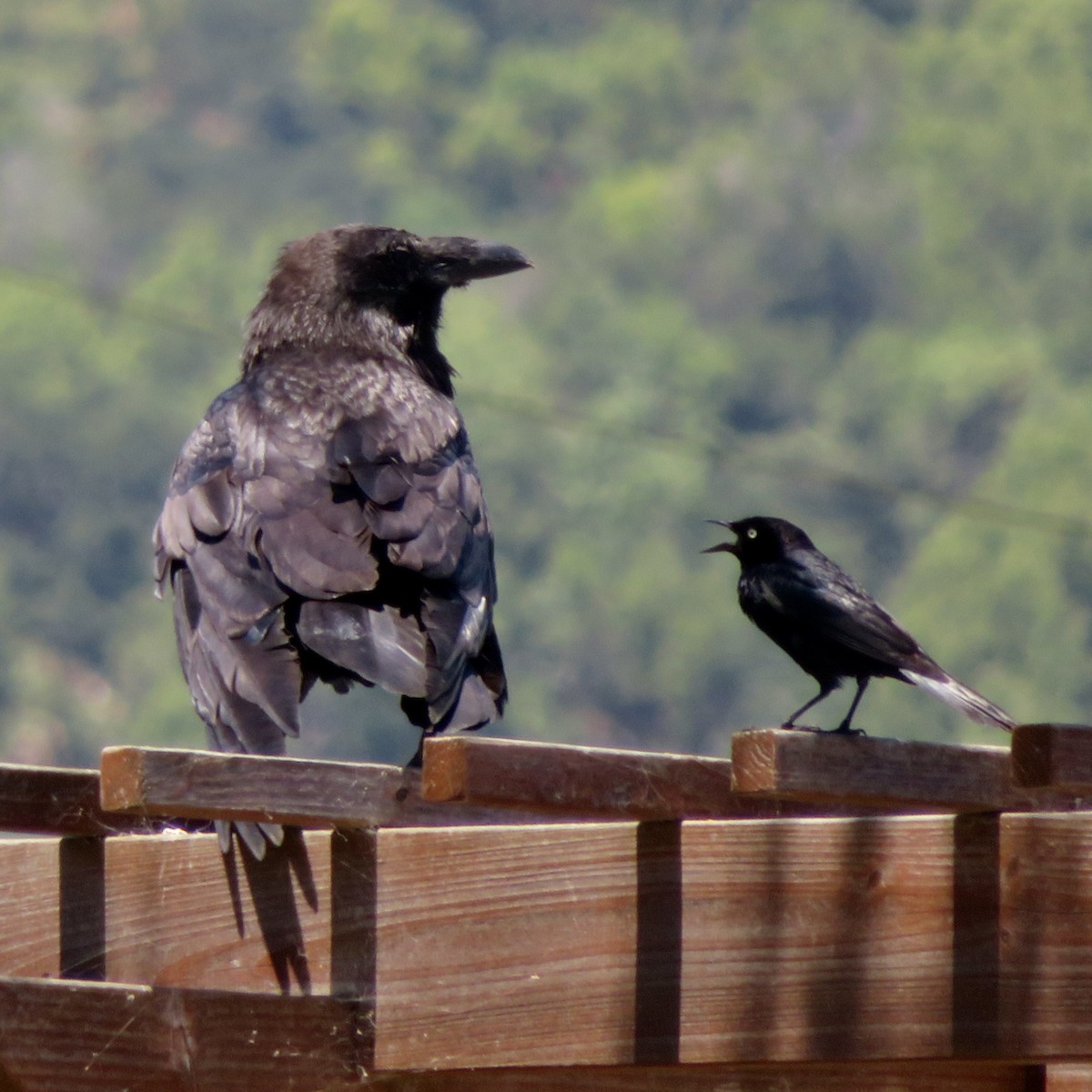 Common Raven - ML620463908