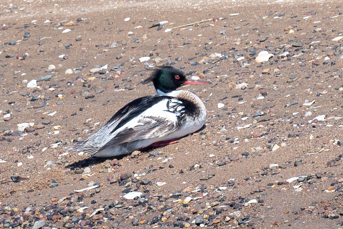 Red-breasted Merganser - ML620463909