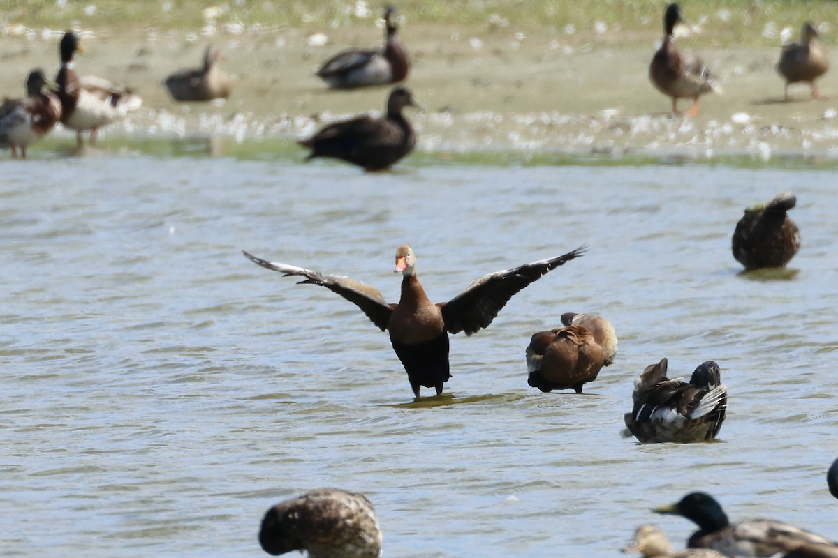 Black-bellied Whistling-Duck - ML620463910