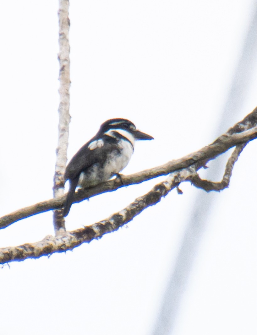 Pied Puffbird - ML620463911