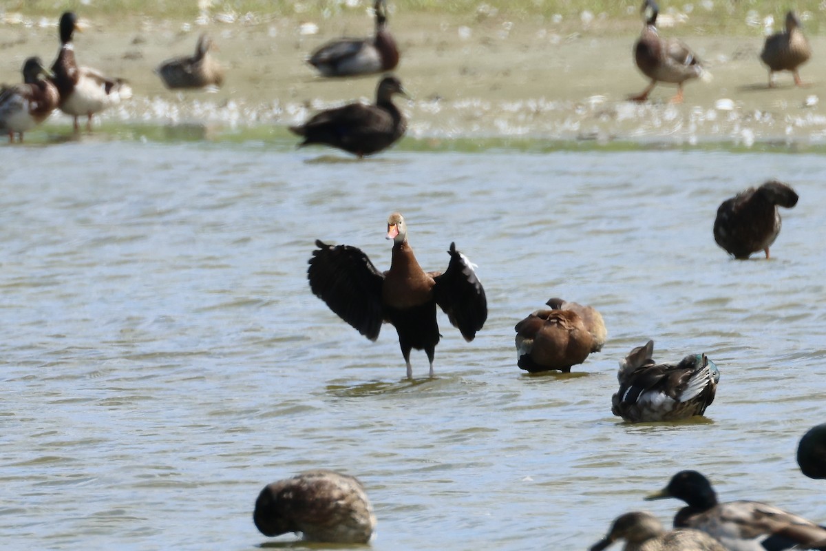 Black-bellied Whistling-Duck - ML620463912