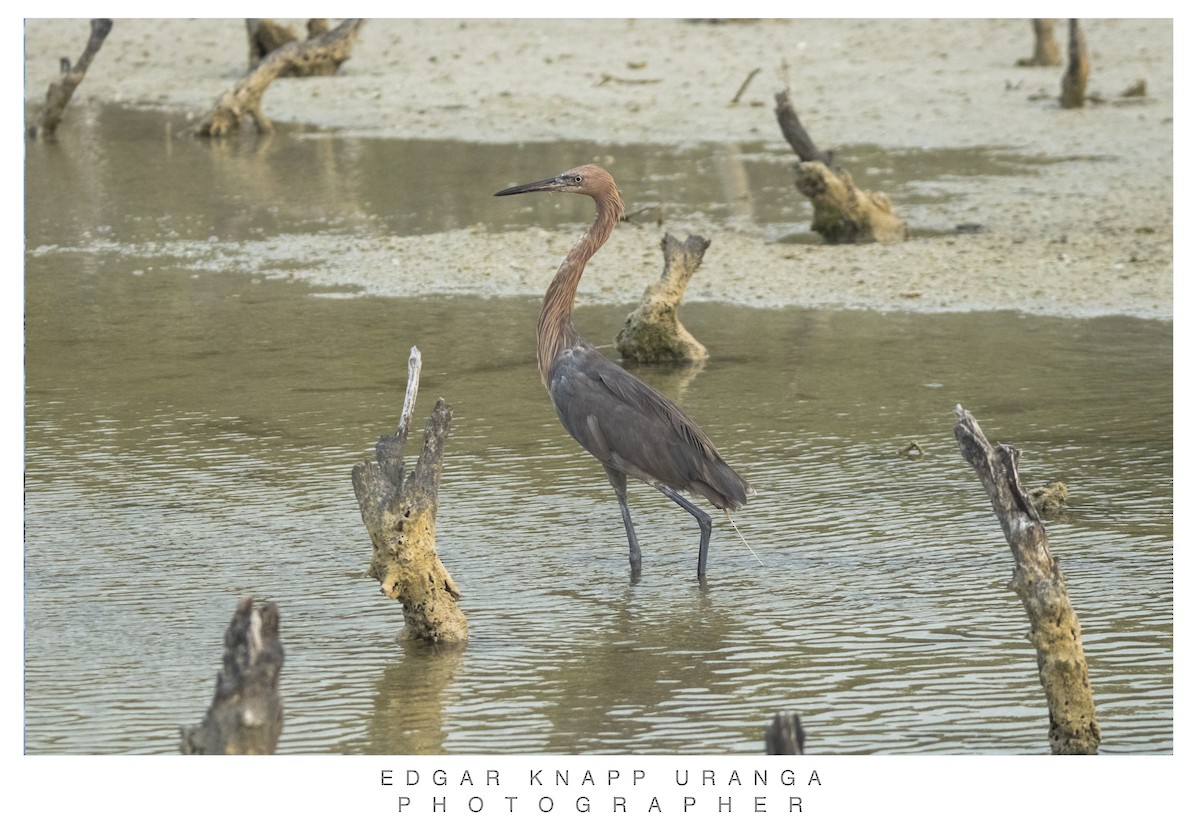 Reddish Egret - ML620463913