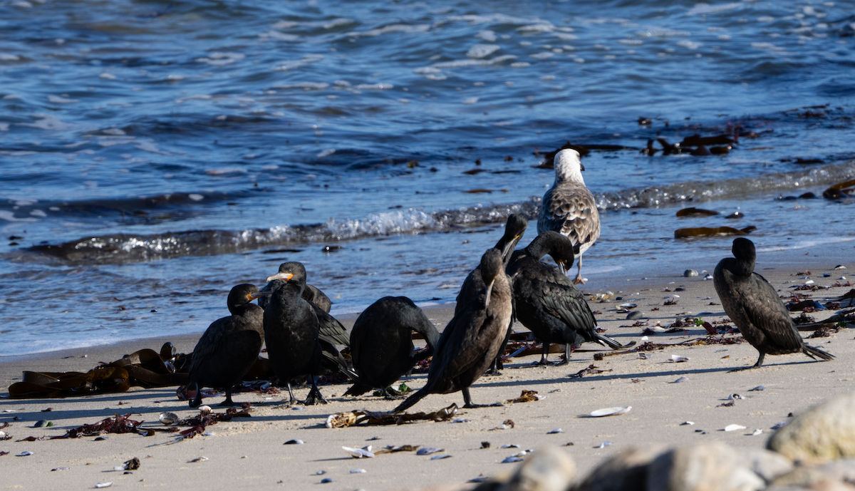 Cape Cormorant - ML620463915