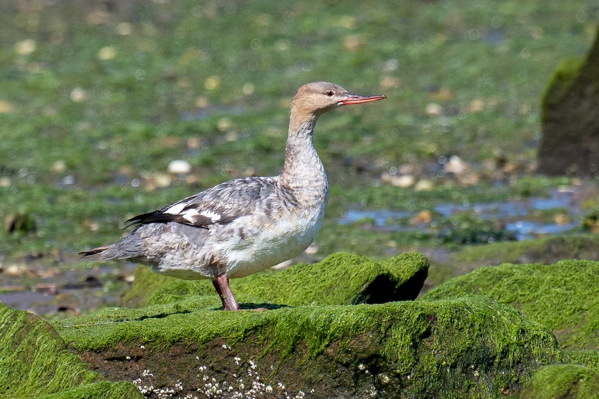 Red-breasted Merganser - ML620463918