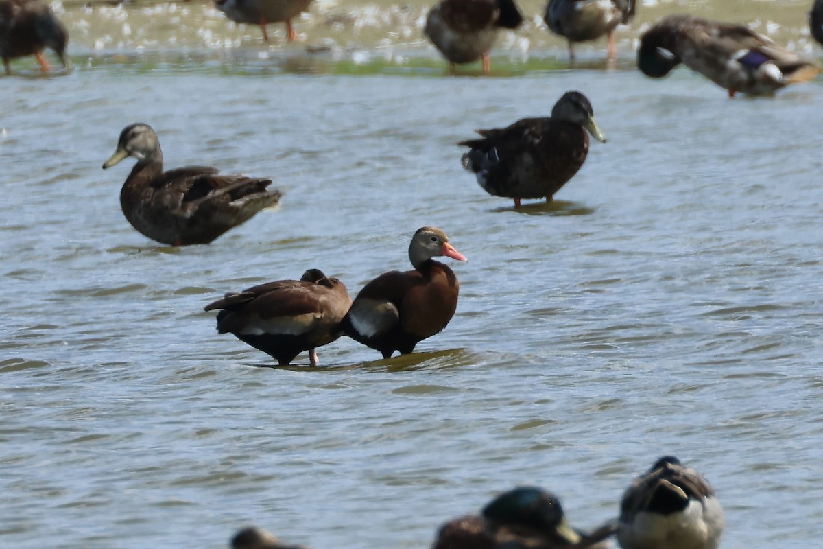 Black-bellied Whistling-Duck - ML620463919