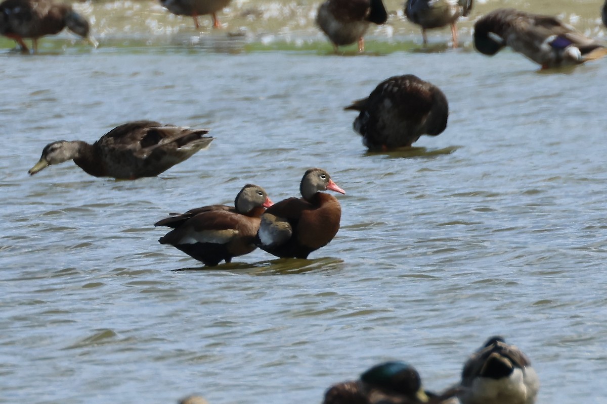 Black-bellied Whistling-Duck - ML620463920