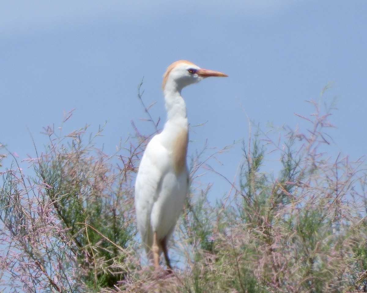 Western Cattle Egret - ML620463922