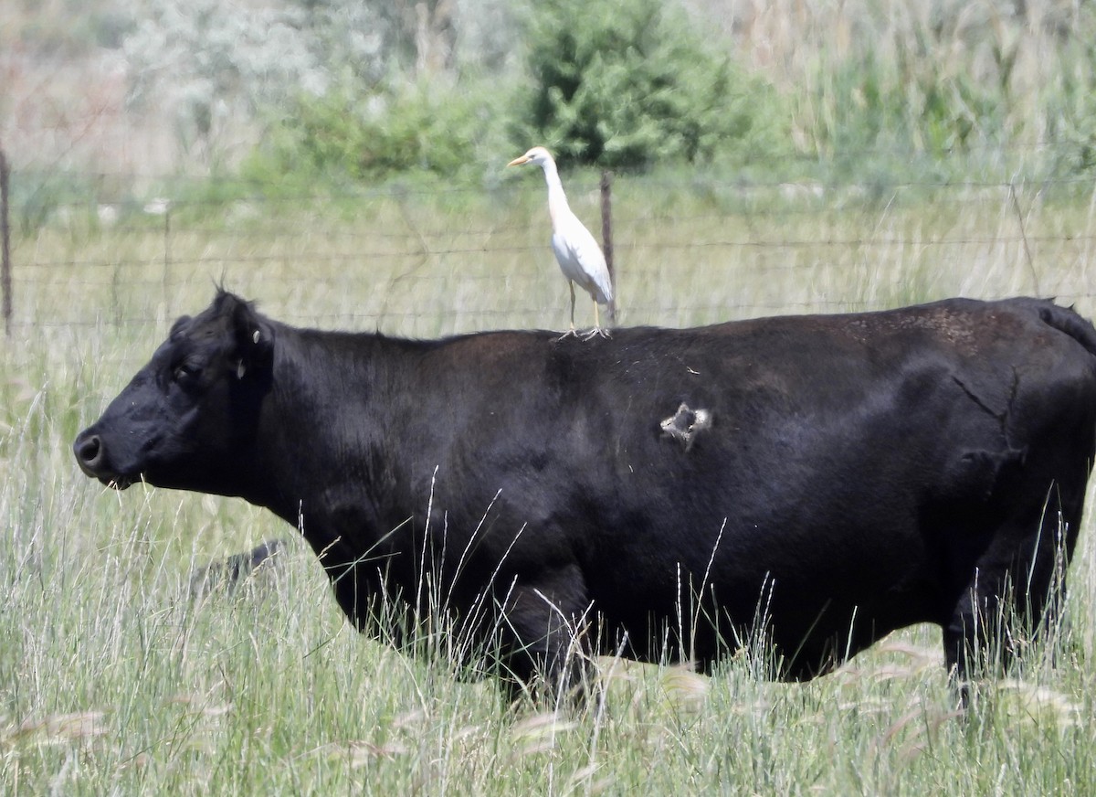 Western Cattle Egret - Kyle Fisher