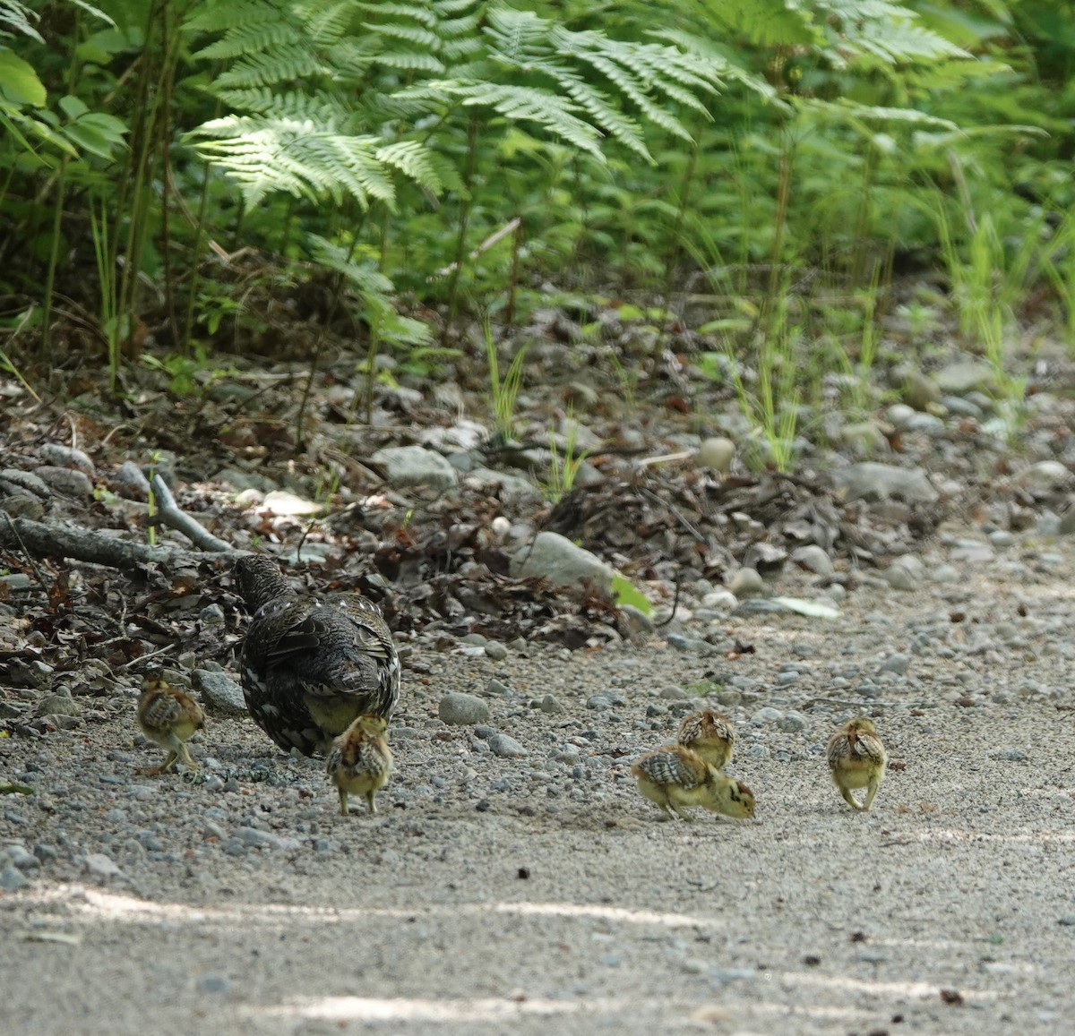 Spruce Grouse - ML620463926