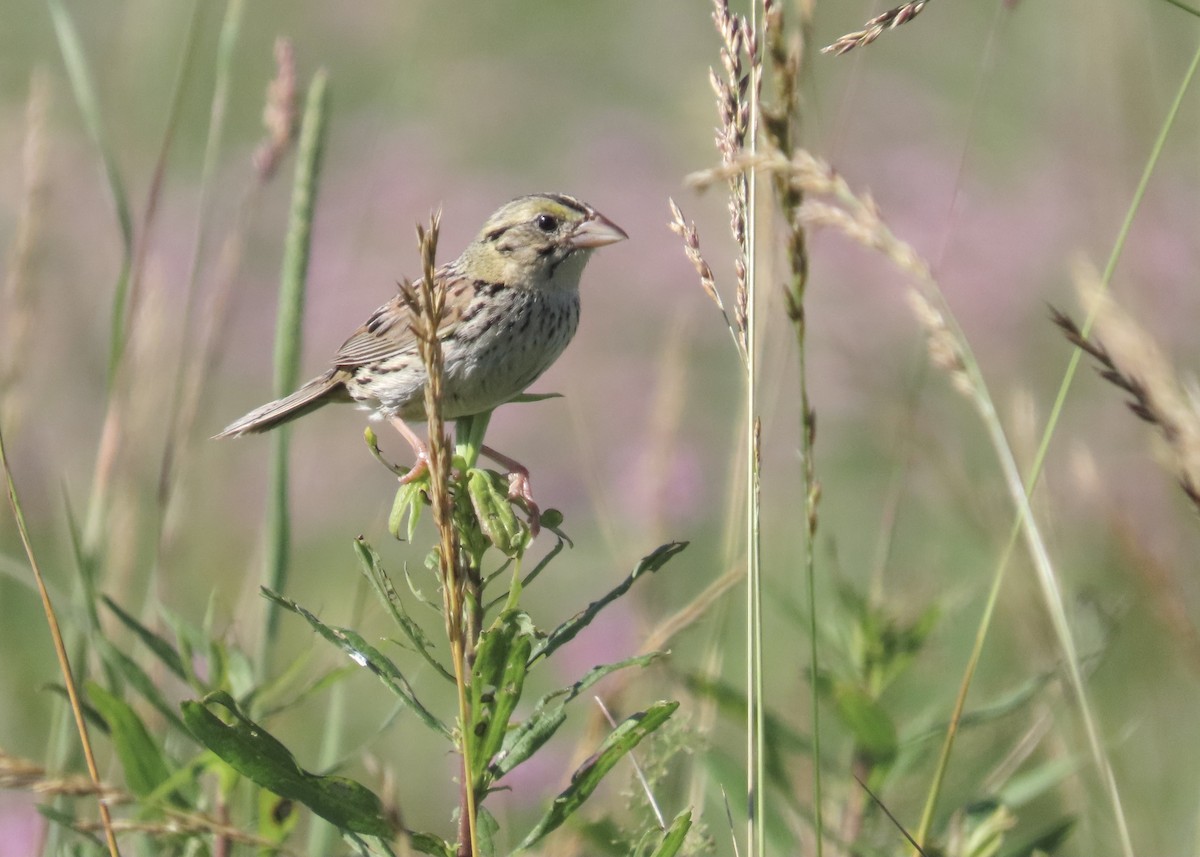 Henslow's Sparrow - ML620463927