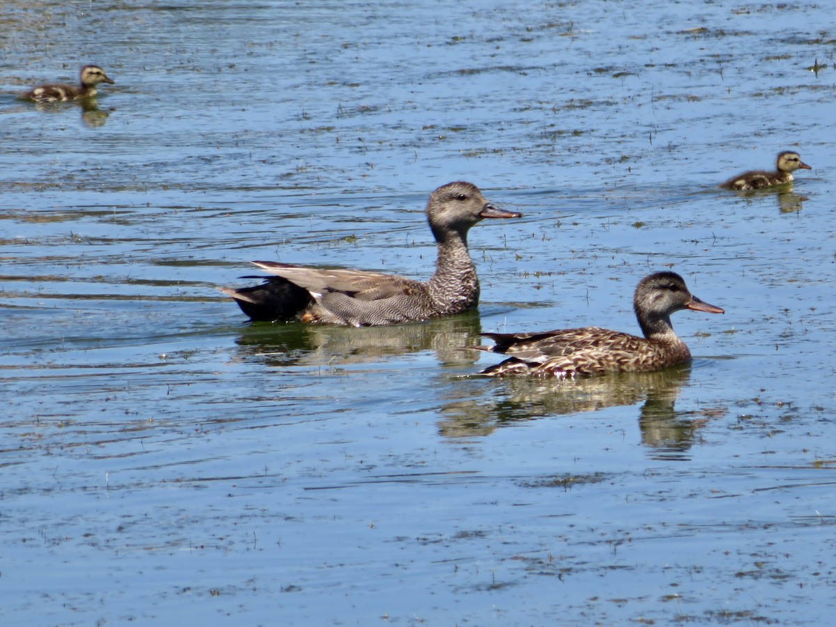 Canard chipeau - ML620463934