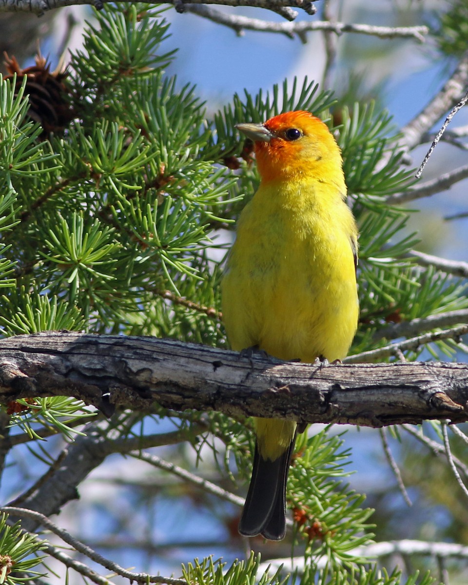 Western Tanager - ML620463935