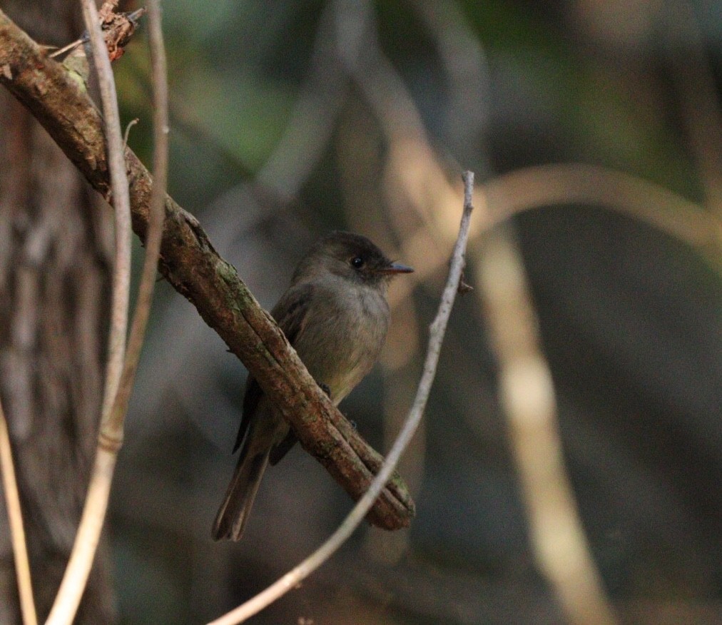 Southern Tropical Pewee - ML620463938