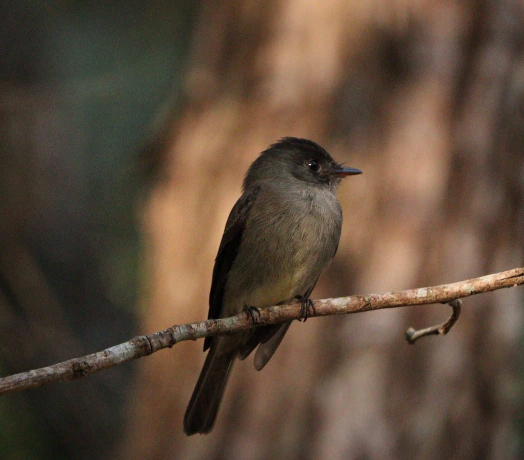 Southern Tropical Pewee - ML620463939