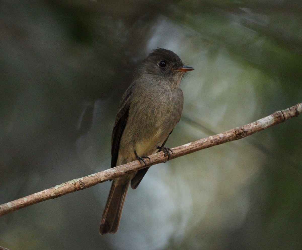 Southern Tropical Pewee - ML620463940