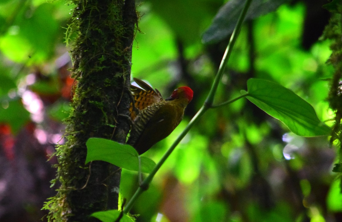 Rufous-winged Woodpecker - Travis Vance