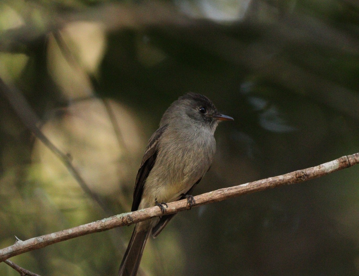 Southern Tropical Pewee - ML620463943