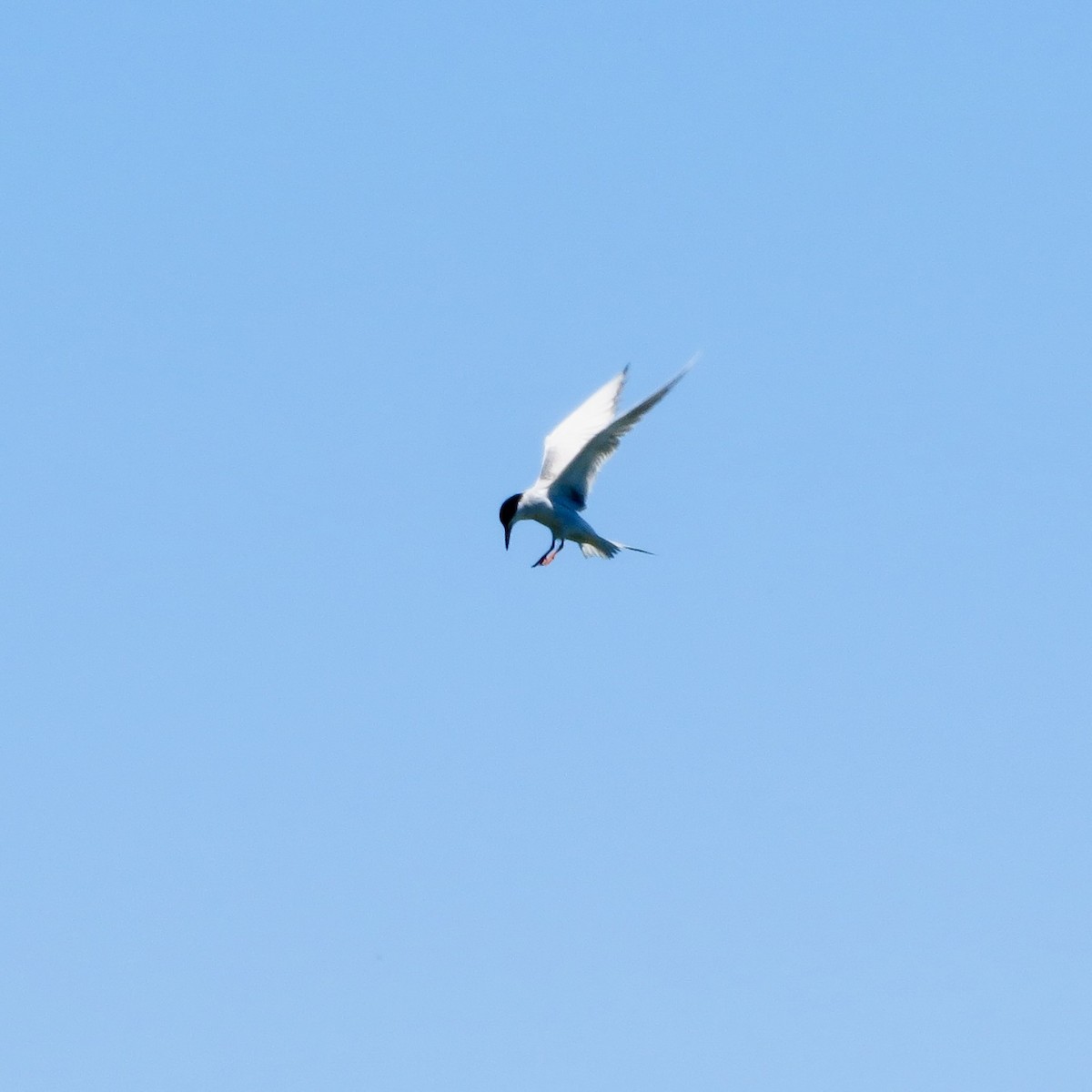 Forster's Tern - ML620463944