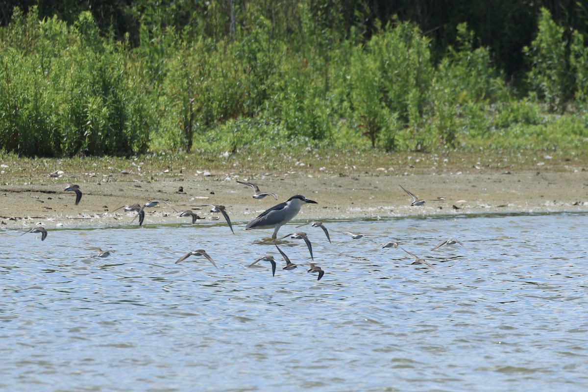 Black-crowned Night Heron - ML620463947