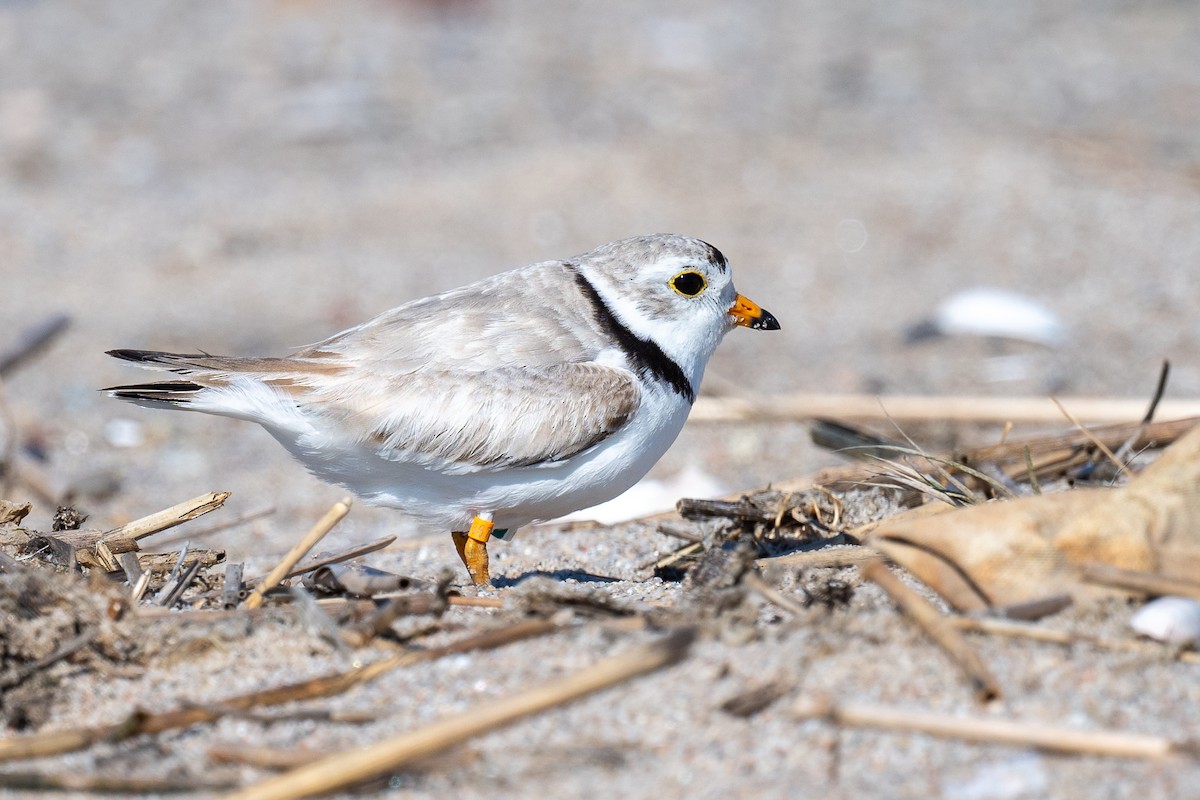 Piping Plover - ML620463948