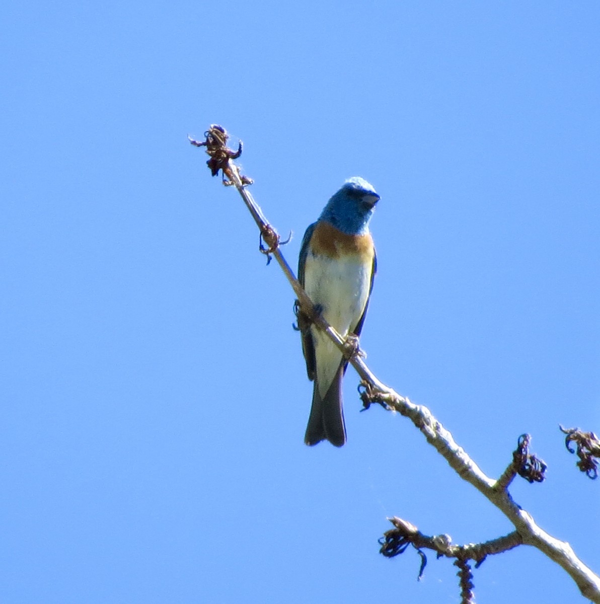 Lazuli Bunting - ML620463952