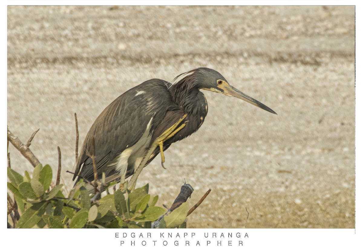 Tricolored Heron - Edgar Knapp Uranga