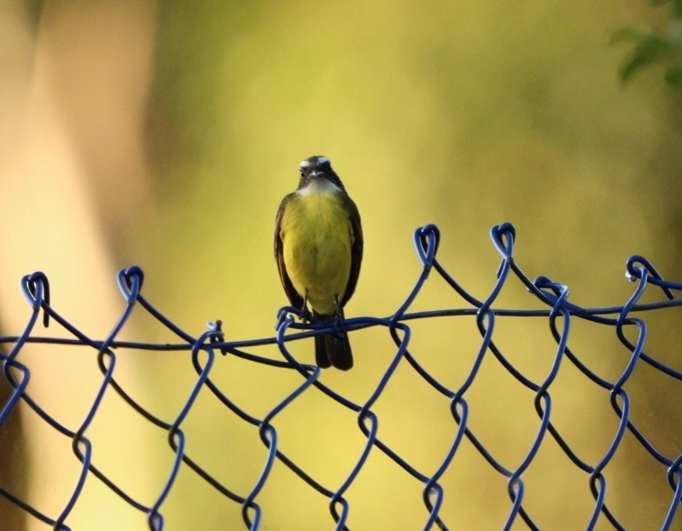 Social Flycatcher - Rubélio Souza