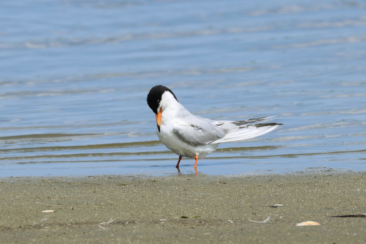 Forster's Tern - ML620463960