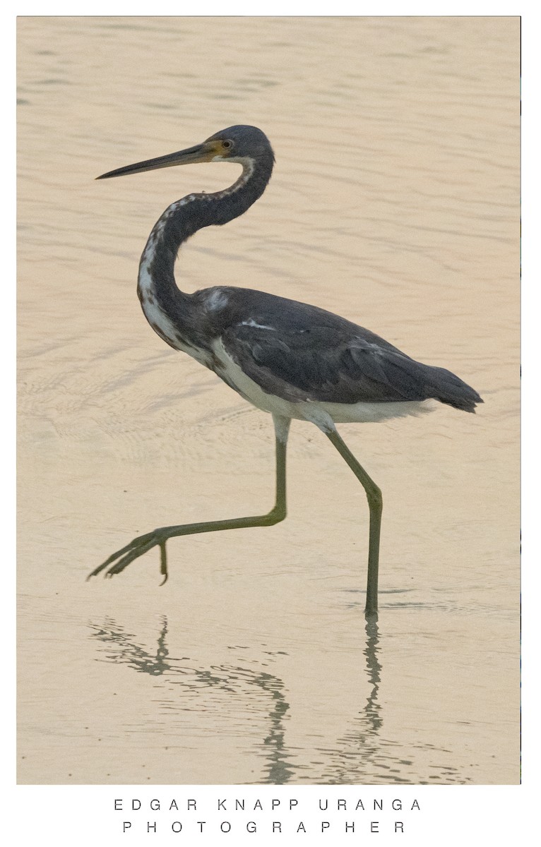 Tricolored Heron - ML620463964