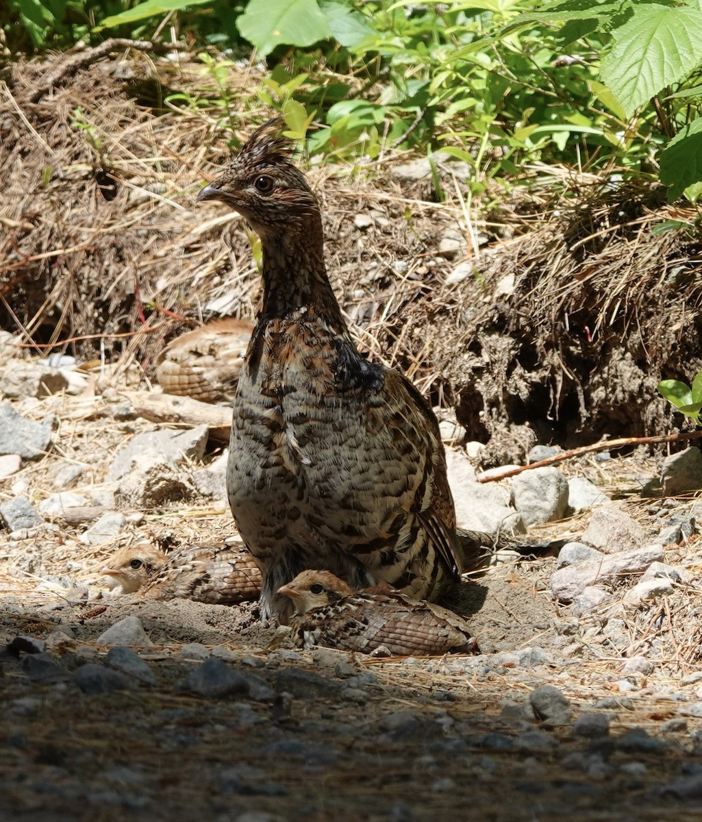 Ruffed Grouse - ML620463971