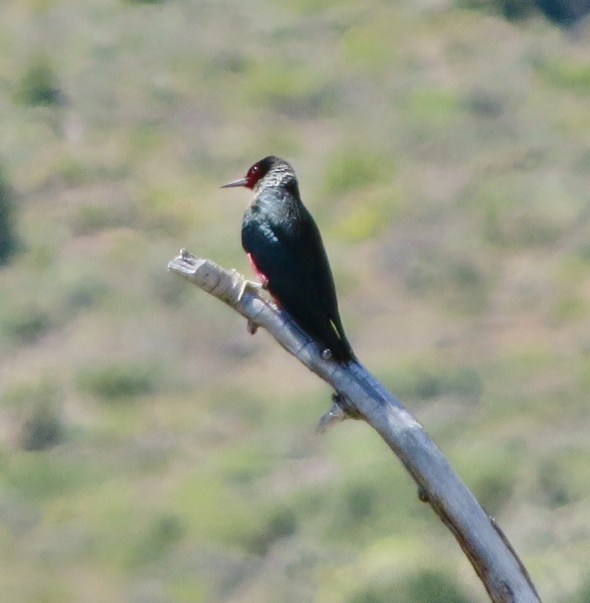 Lewis's Woodpecker - ML620463978