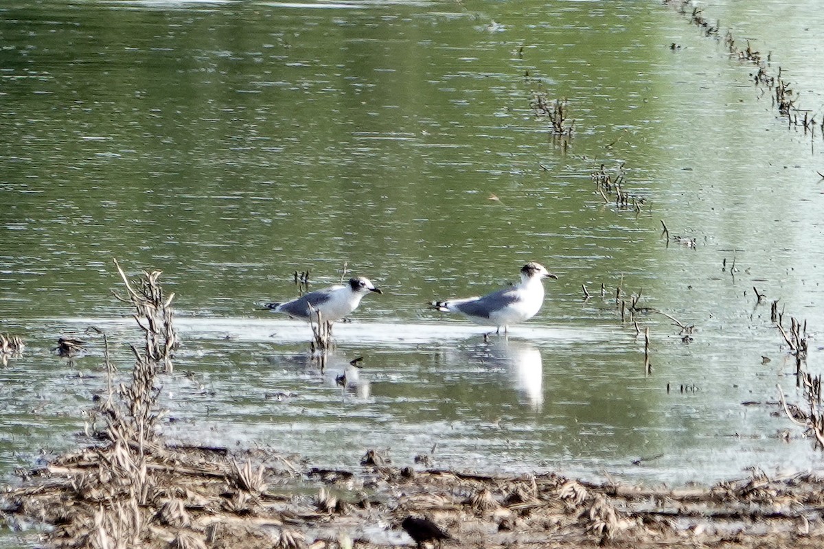 Franklin's Gull - ML620463981