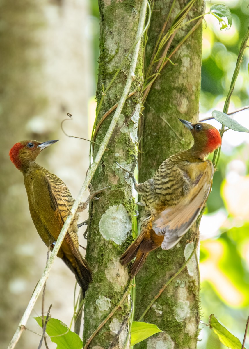 Rufous-winged Woodpecker - ML620463982