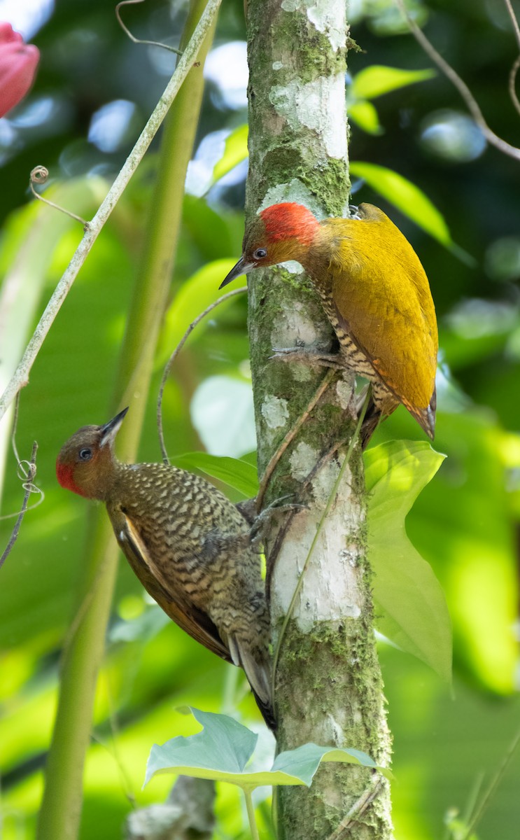 Rufous-winged Woodpecker - Mónica Thurman