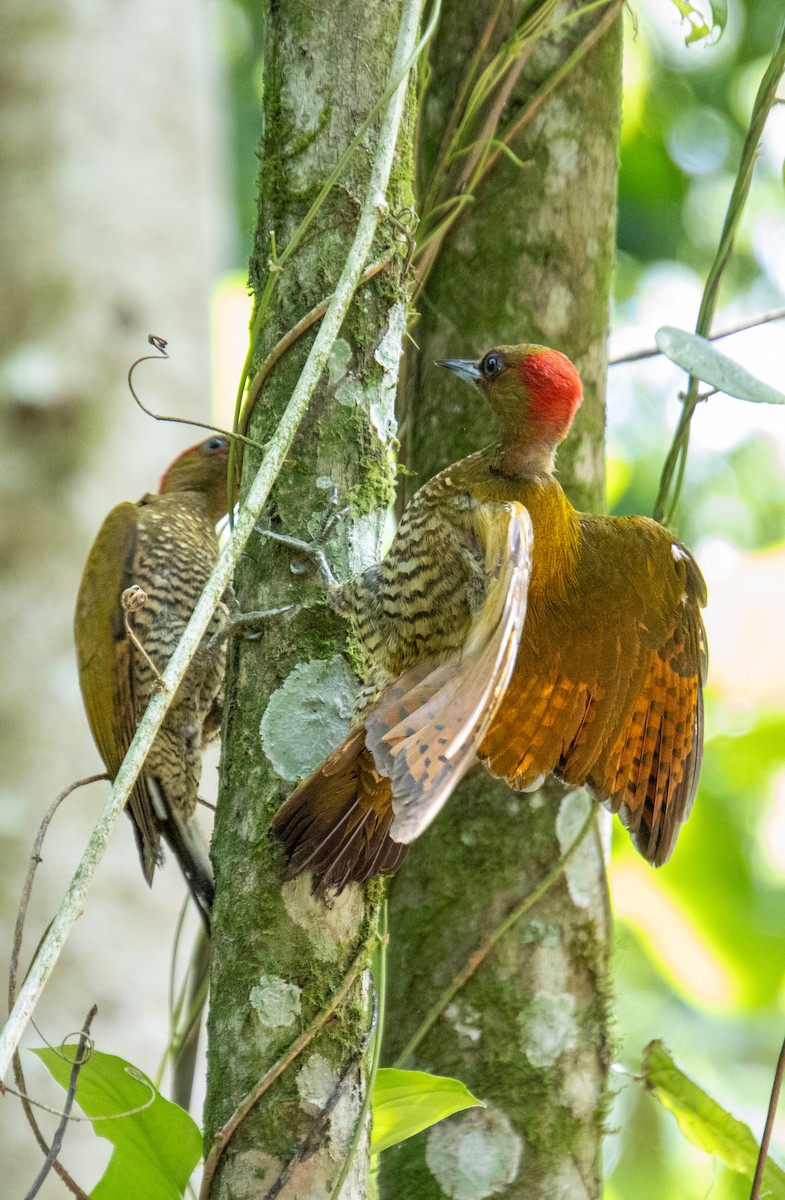 Rufous-winged Woodpecker - ML620463984