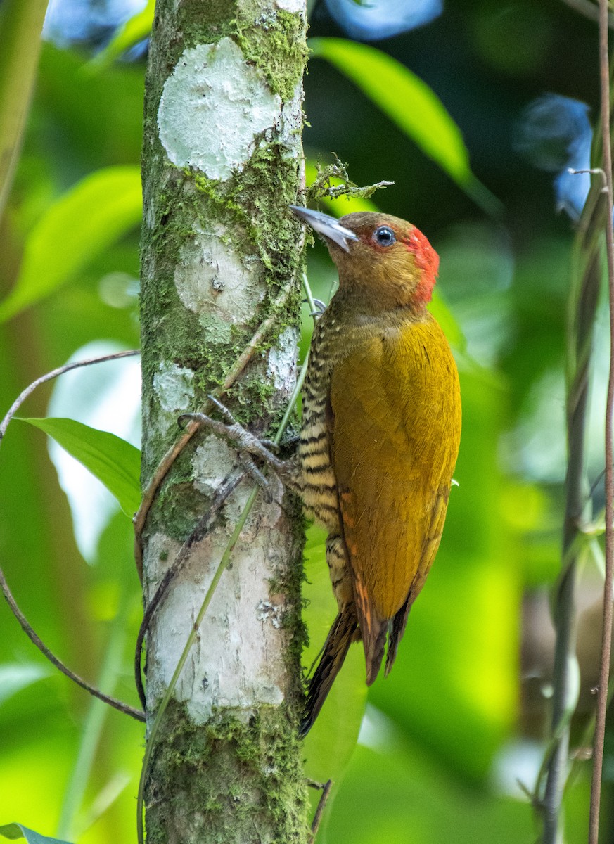 Rufous-winged Woodpecker - ML620463985