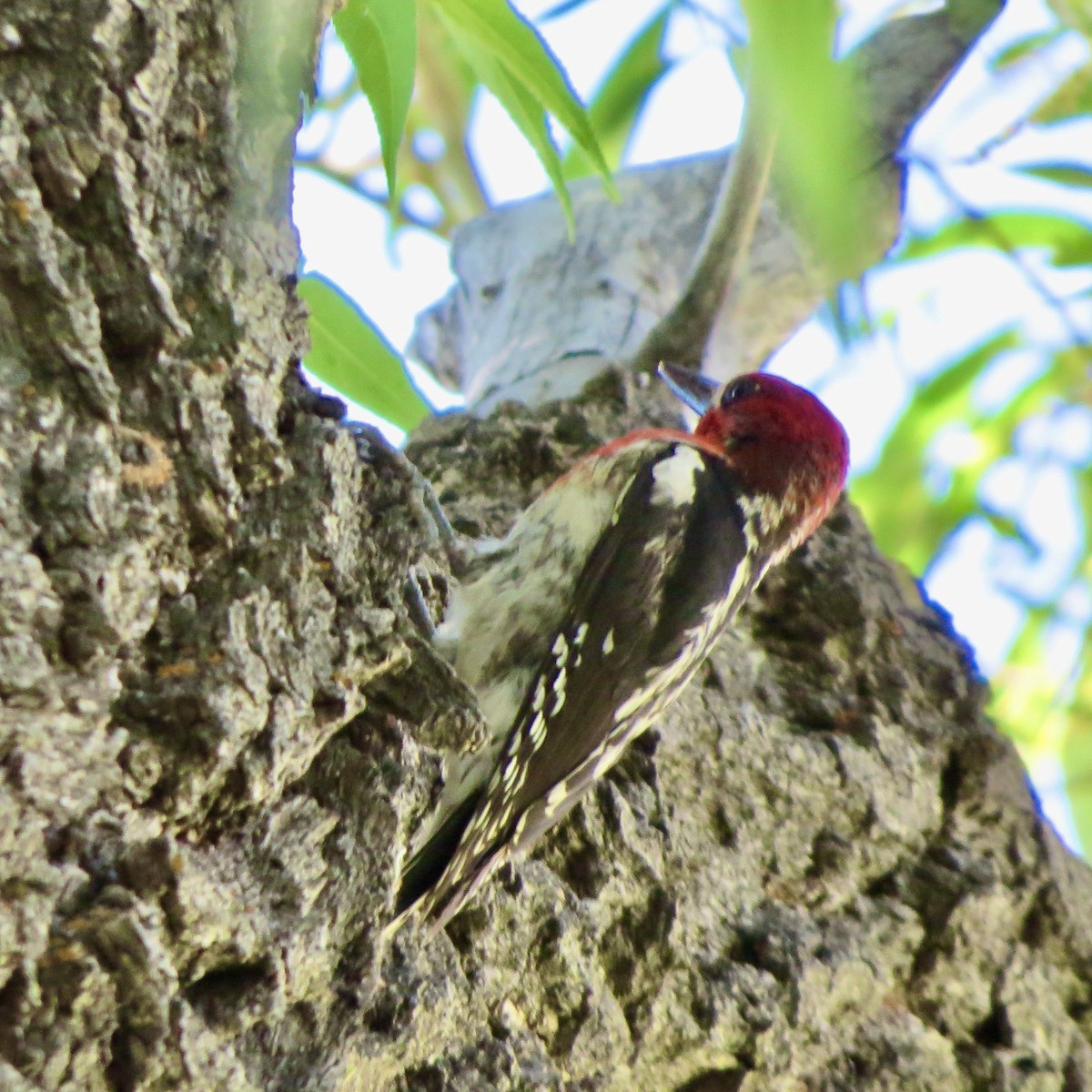 Red-breasted Sapsucker - ML620463987