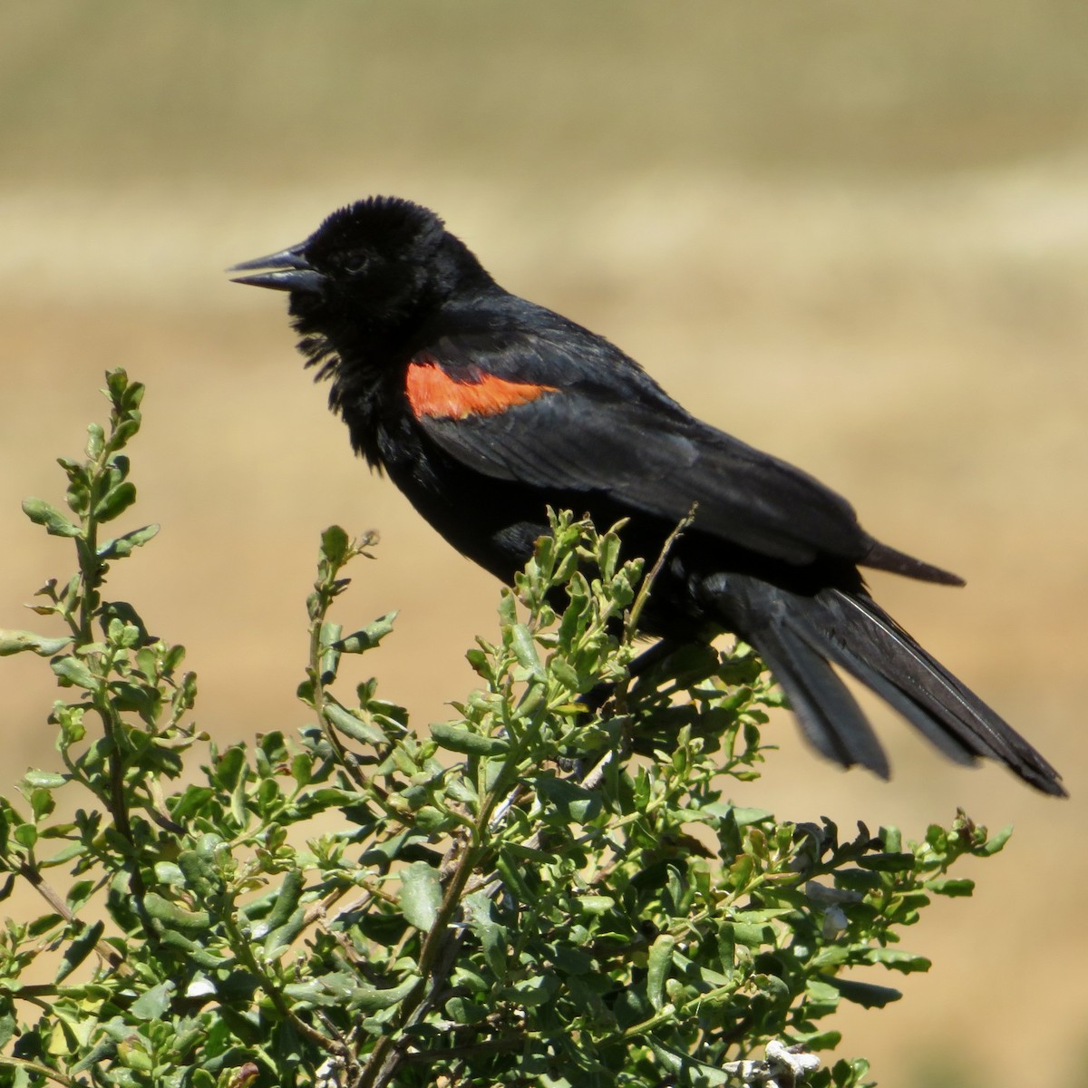 Red-winged Blackbird - ML620463989