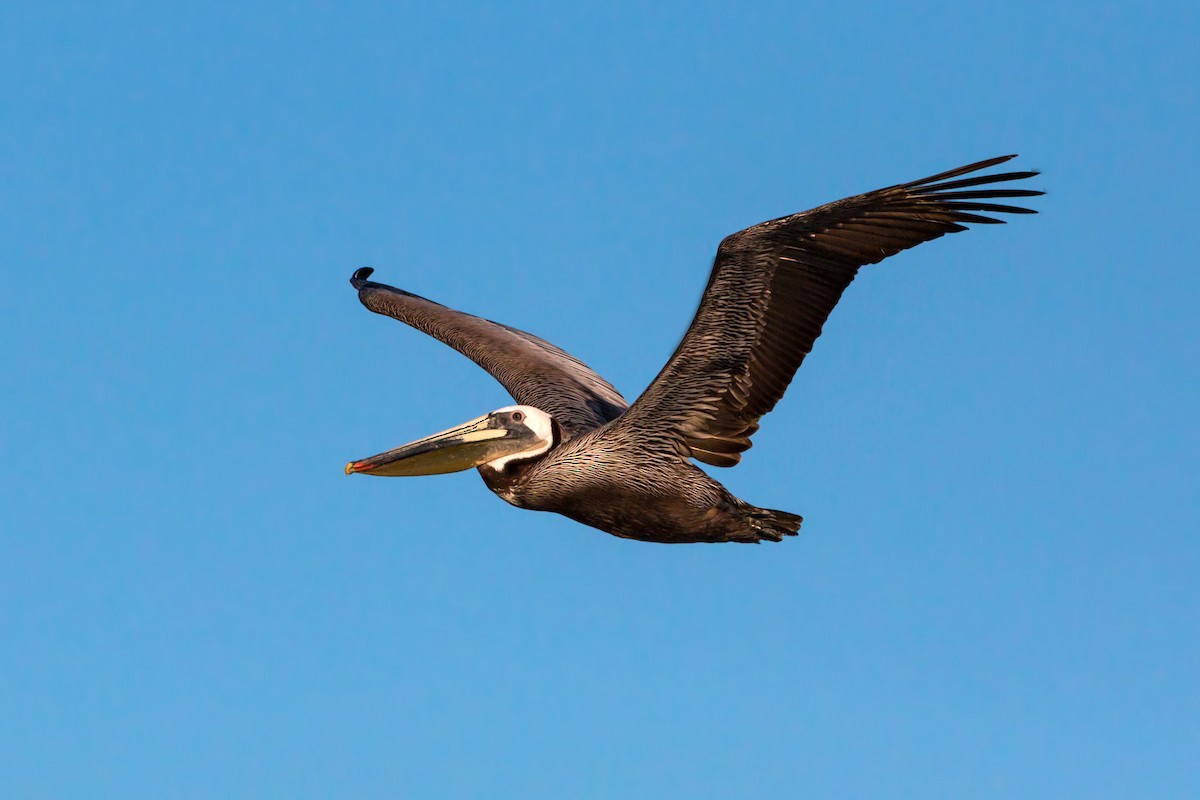 Brown Pelican - ML620463991