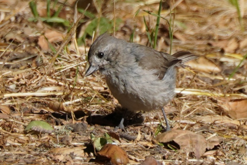 Oak Titmouse - ML620463992