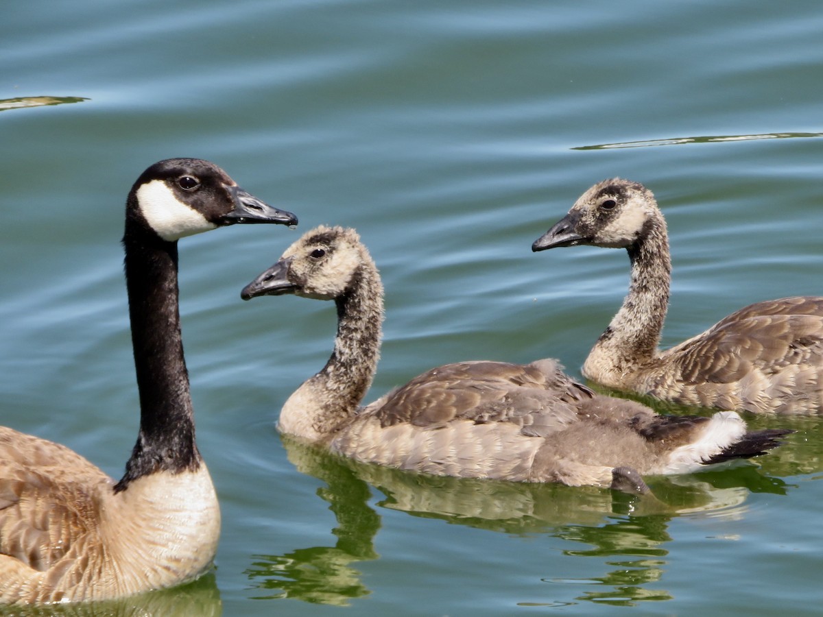 Canada Goose - Anita Toney